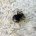 Bold Jumping Spider (Phidippus audax)