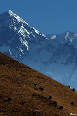 Région de Manang-Nepal