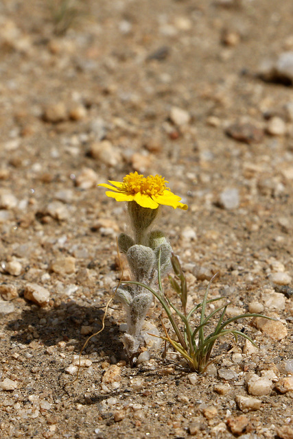 Golden Aster