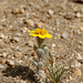 Golden Aster