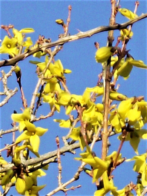 A small sprig of forsythia