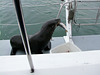 Fischdieb an Bord!