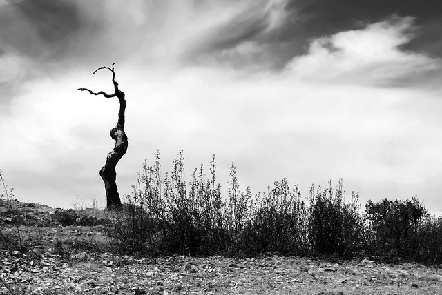 Lonely tree, Almodôvar