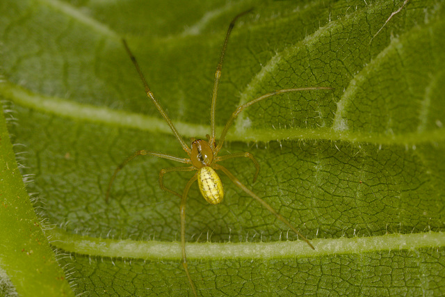 Spider IMG_9920