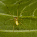 Spider IMG_9920