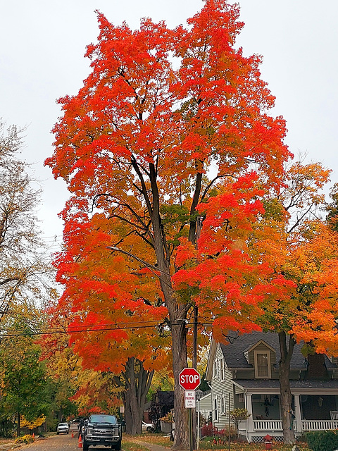 True Fall color on this maple.
