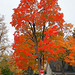 True Fall color on this maple.