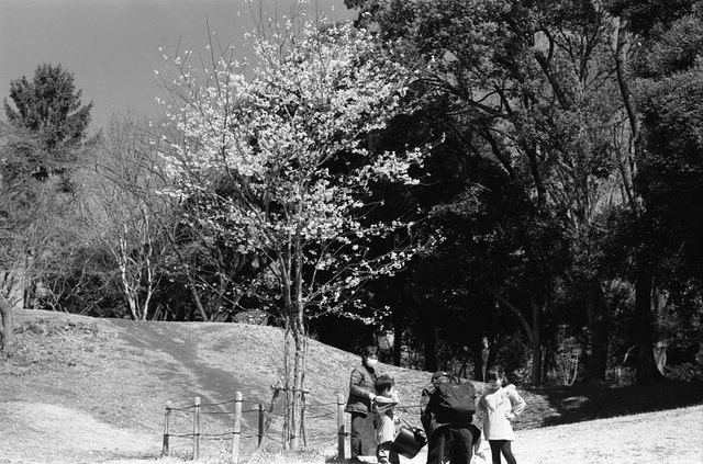 Family and a cherry tree