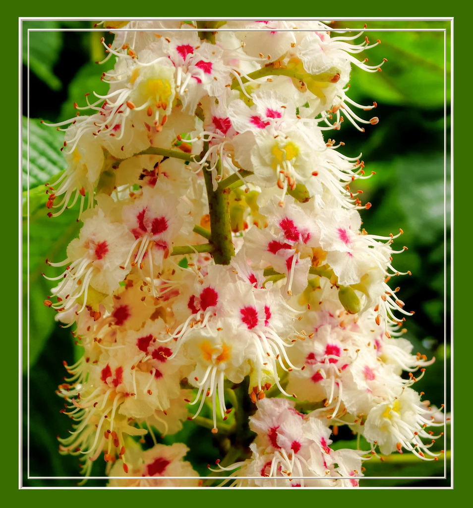 Kastanie  Blüten. ©UdoSm