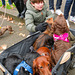 Chariot pour teckels en vrac