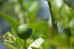 024/365 lemon tree