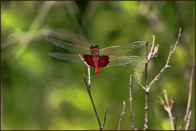 Winged and Caped Beauty - Male