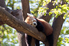 Nepalesischer Roter Panda