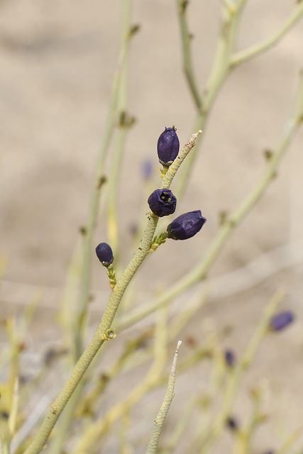 Indigo Bush