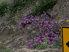 Coachella Valley wild flowers  (#0943)