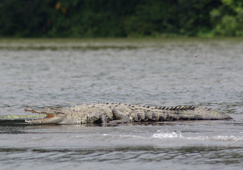 American crocodile