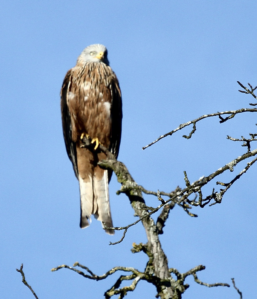 Greifvogel