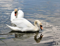 Wütender Schwan greift Nilgänse an und jagt sie aus dem Wasser.