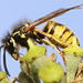 IMG 7046Wasp