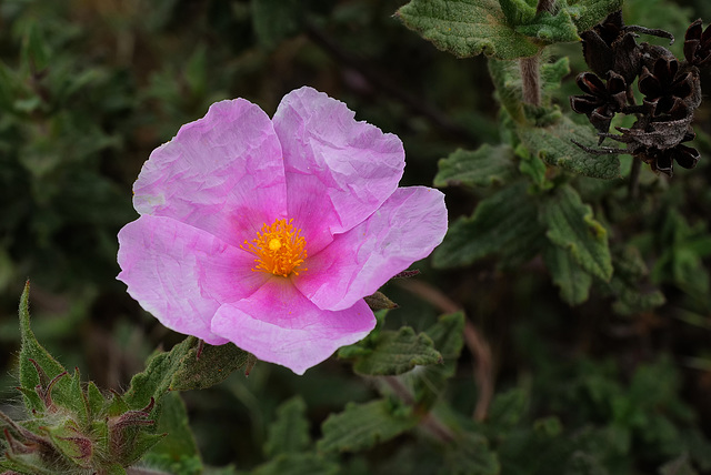 Cistus crispus