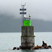 Alaska, Valdez Arm, Sea Lions on Reef No. 13