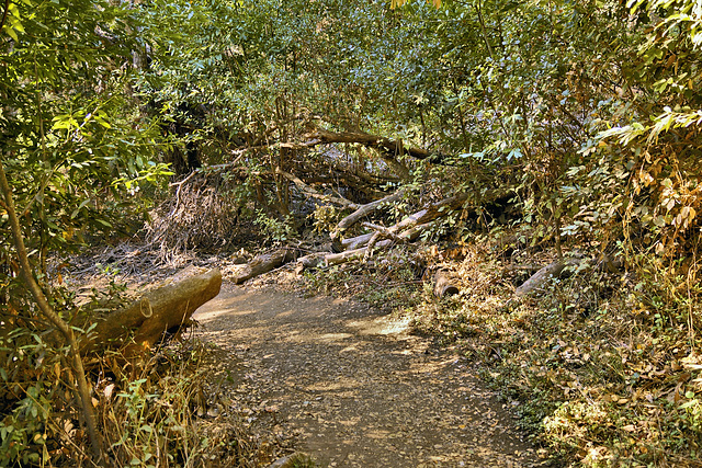 The Valley View Trail, Take 1 – Pfeiffer Big Sur State Park, Monterey County, California