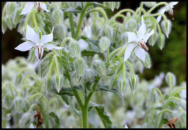 Bourrache blanche (3)