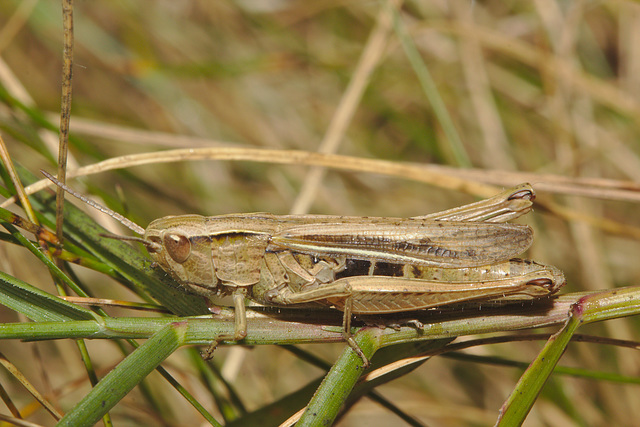 IMG 8292grasshopper