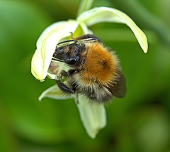 Busy Bee