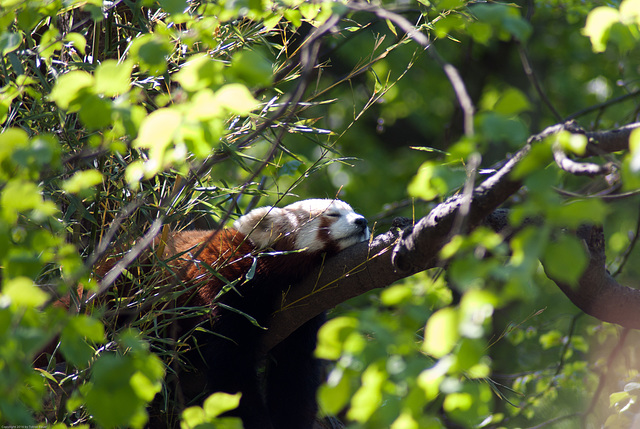 Nepalesischer Roter Panda