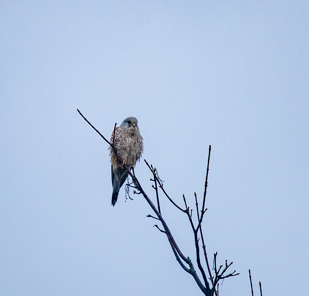 Kestrel