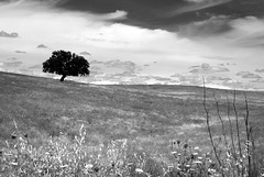 Lonely tree, Almodôvar