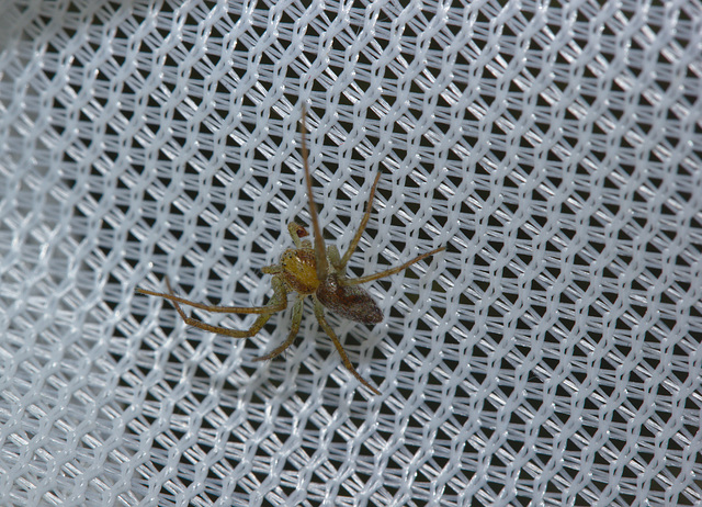 Spider IMG_5068