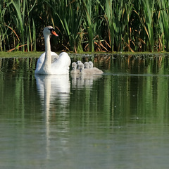 EOS 90D Peter Harriman 09 06 52 25968 Swan5 dpp