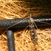 IMG 7064CraneFly