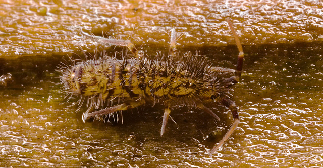 springtail img 6343 50723489517 o