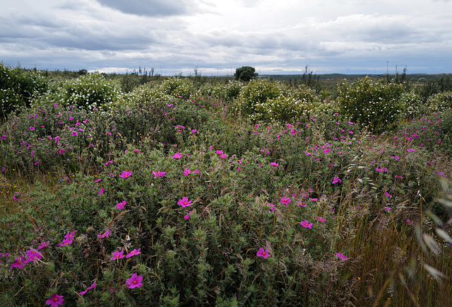 Cistus crispus, Cistus monspeliensis