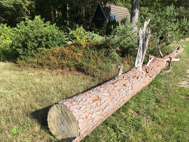 Totholz vor Jägerhütte