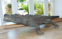 Le crocodile de Bergerac