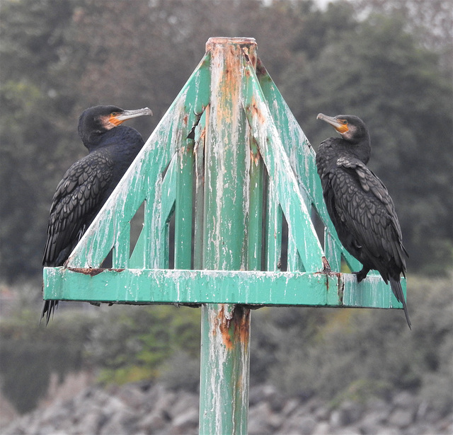 Cormorant - Phalacrocorax carbo