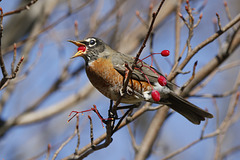 merle d'Amérique / american robin