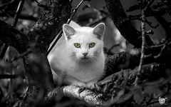 Cat in an apple tree Cat in an apple tree