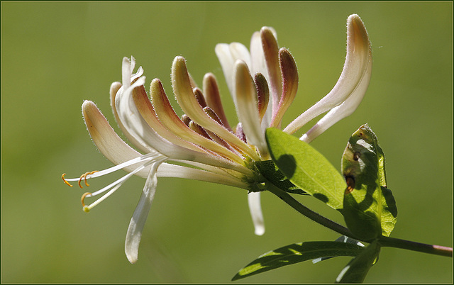 Lonicera