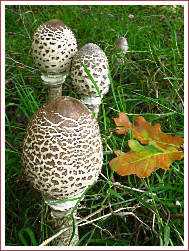 Coulemelles