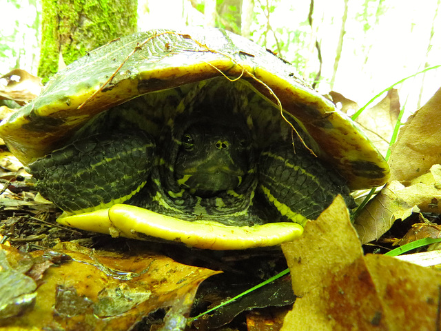 Painted turtle hoping for privacy