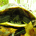 Painted turtle hoping for privacy