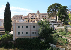 Impressive trees, Noto