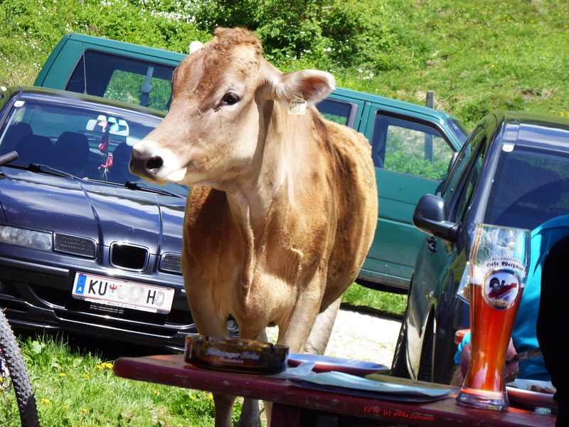 Kühe - die Bier lieben ...