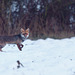 renard****Fox
