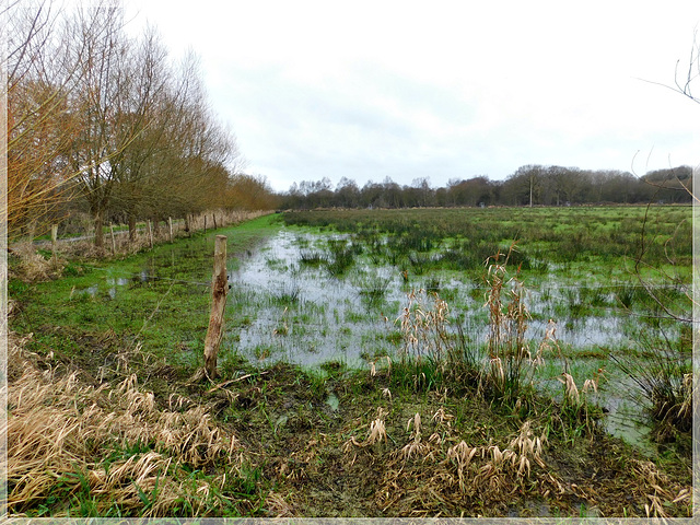 Le marais noir de Saint Coulban à Saint Père (35)